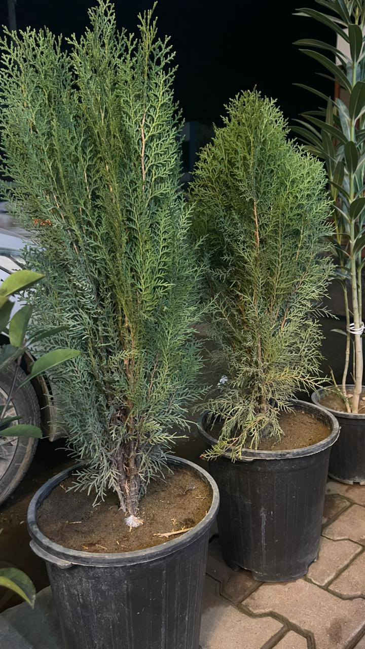 عاجل ...تصفية محل تصفية محل
نباتات راقية بأسعار مناسبة جدا 
العنوان واسطي مجاورة دائرة المعوقين 
رقم صاحب المحل ***********
