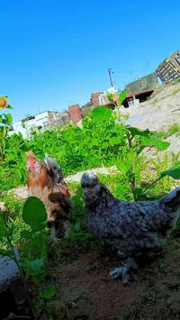 زوج صلطاني • بصرة مطيحه • شارع الزيتون