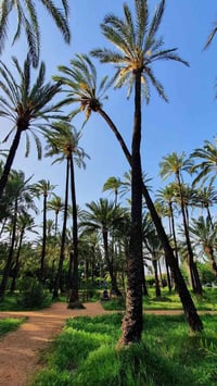 كربلاء • ١٠٠٠م • بيت وبستان