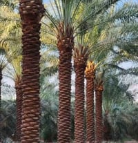 اشتغل فلاح زرع ثيل تعديل كاع تنضيف نخل ازرع اشجار قص اشجار رقمي ‏‪0778...