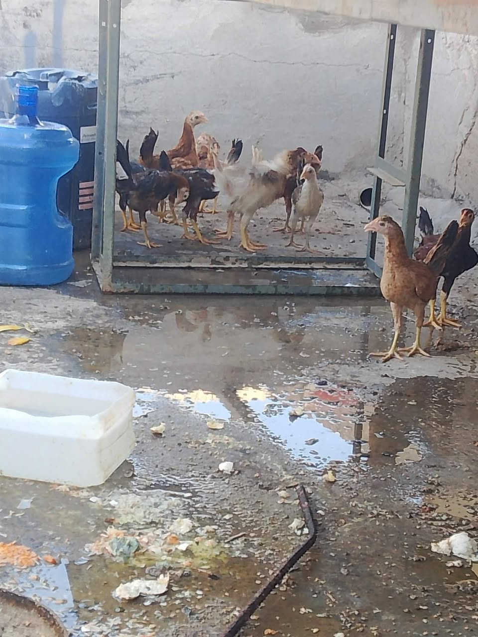 سلام عليكم فروج للبيع زوج على 12رقمي ***********
