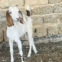 حلوه • نشطه • العلم سمره