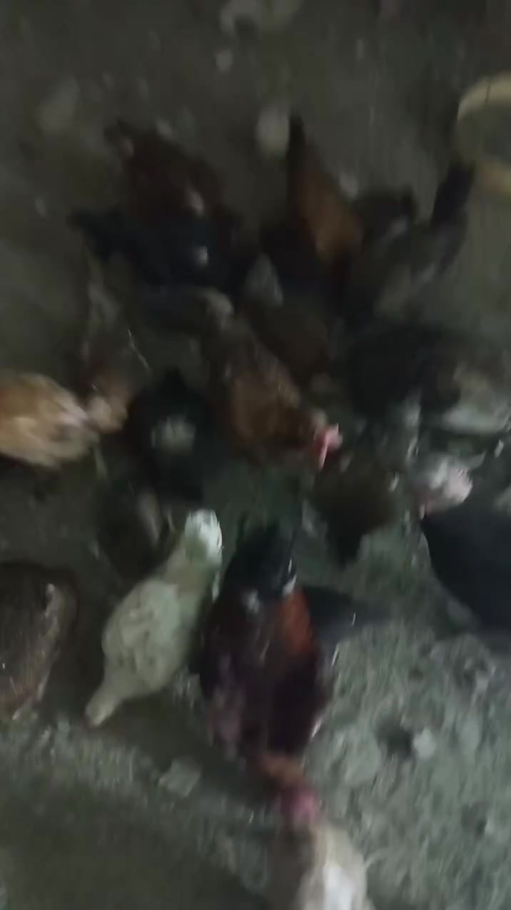 دجاج بياض العدد 15,
الزوج 25
العنوان بغداد المشاهده 
وتساب‏‪***********‬‏
