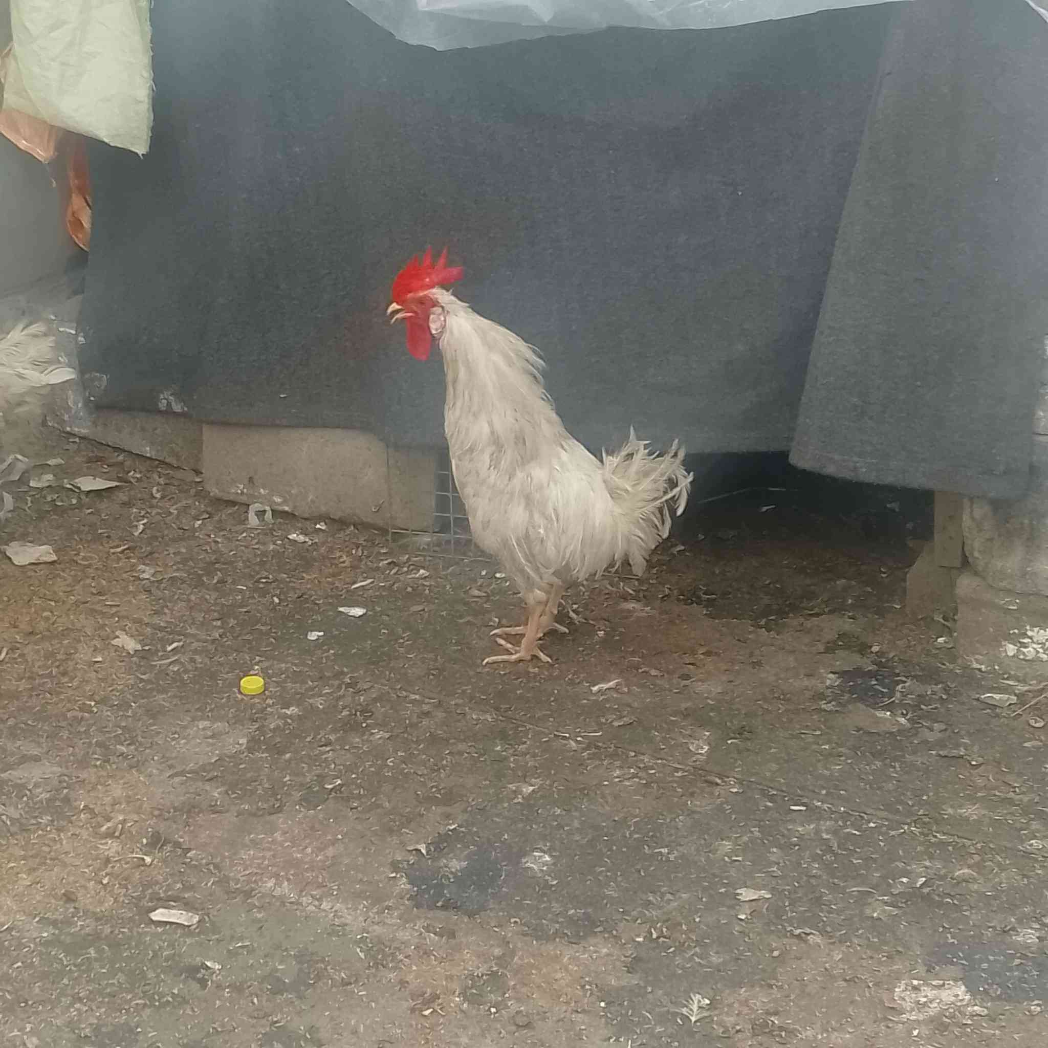 ديوجه مصلحه العدد 3 شلع ب30الف 
الوحده كيلوين وفوك


**إذا كنت صاحب هذا الإعلان وتريد حذفه لأي سبب، رجاءا أرسل رسالة إلى الدعم الفني**