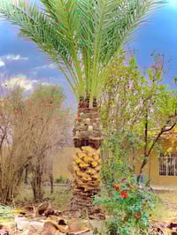 من بعد السلام يوجد تكريب وتقليم نخل 🌴 للاستفسار 07832208059