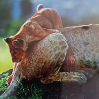 وادي • ٥٠ بوصة 4K • بغداد شكوك