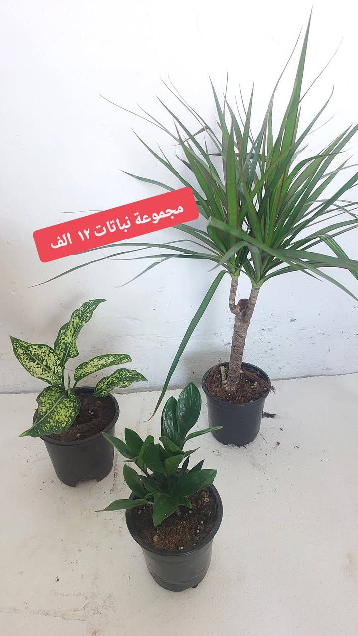 عروضنا العيد ويانا غير 🎊🎊🎉عروضنا مستمرة يوجد خدمه توصيل لجميع مناطق كركوك للاستفسار يمكنكم مراسله الصفحه


**إذا كنت صاحب هذا الإعلان وتريد حذفه لأي سبب، رجاءا أرسل رسالة إلى الدعم الفني**