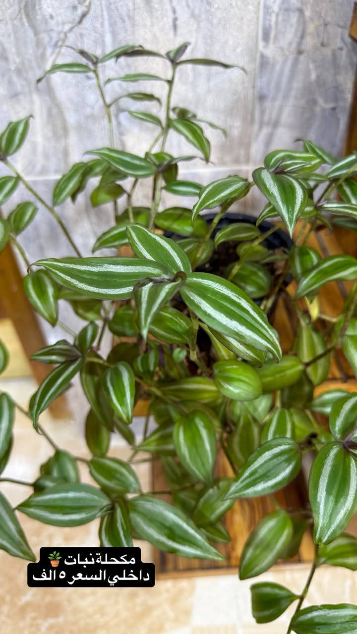 نباتات داخلية للبيع
لبلاب ▪️كاريزيا▪️ مكحلةبنفسجي ▪️ وسنسفيرا


**إذا كنت صاحب هذا الإعلان وتريد حذفه لأي سبب، رجاءا أرسل رسالة إلى الدعم الفني**