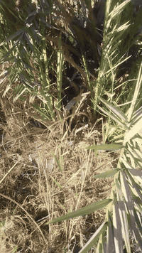 بسم الله الرحمن الرحيم 
موجود فسائل نخيل بريم العدد من 100الى 80فسيل السعر 35للجمله 
مفرد40
تشوف بعينك وتقلع
 اليريد يحجز موجود 
اليريد توصيل موجود 
اليريد نجذرله موجود 
مشتل الزهراء في ميسان العماره بستان دور النفط شارع مقبره الصابئه قرب جملونات بيت العنتاكي للدواشك والحصران داخل الفرع 
***********
***********
يوجد توصيل لجميع المحافظات العراق 🇮🇶
