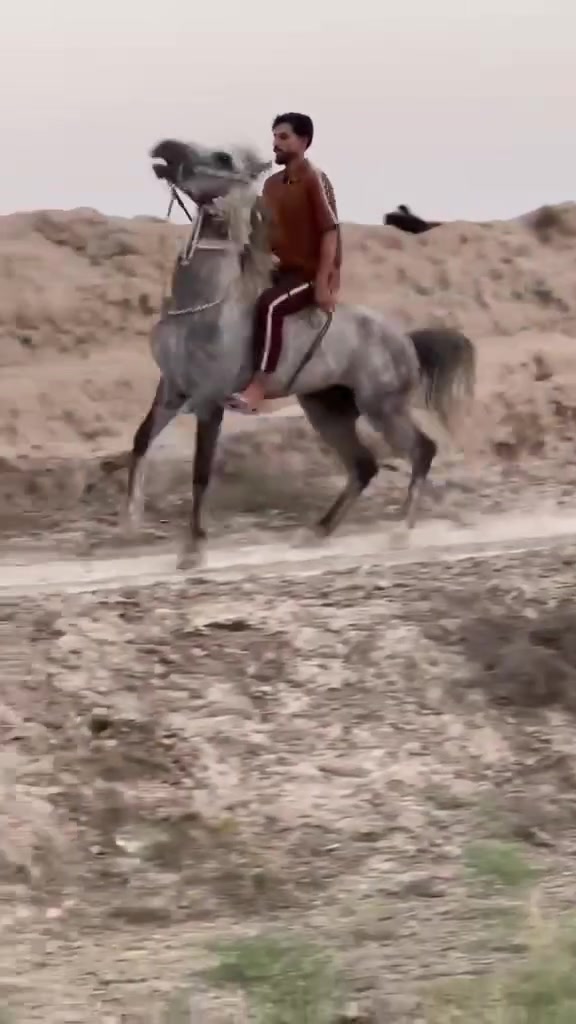 عمي  وين جنايت الصايل حصان كحيلان البرك كتابه عله ضهره شرط الخياله ولشبوه حصان مال كشخه رتفاع 154//////***********///////***********
