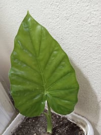 للبيع • چوارقوڕنە • حديقة