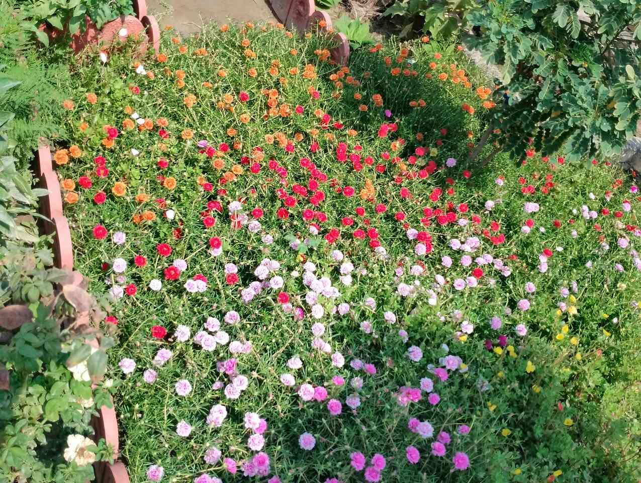 السلام عليكم 
توجد لدينا بعض من الاشجار نباتات الزينة والصباريات والعصاريات وبإسعار مناسبة 
النباتات المتوفرة هي :
- ورد الصباح العراقي الدائمي جميع الالوان
- ورد البربين 4 الوان 
- نبات الهيل 
- دمعة الطفل 
- كلانشو بيناتا نبات عصاري 
- فك التمساح نبات عصاري
- نخيل واشنطونيا 
- جهنمي متسلق 
- جهنمي شجري
- صبار الاوبونتيا 
- زمبق المطر 
- ورد المينا او ام كلثوم 
- صبار شمعدان 
- شحيرة شوارب الملك
- صبار اليوكا اجاف
- مظلة المرور 
- شجرة الحنا ( الحنة )
- تفاح ابراهيمي 
- دم العاشق 
- لالة عباس او ورد المساء 
- شجرة النار ( ورد دائمي)
- بتونيا الصحراء لون بنفسجي ووردي 
- بتونيا الصحراء القزمي لون ورد
- متسلق ست الحسن 
- ورد الموز ( الاحمر والاصفر )
- تكي كندي 
- تين تركي 
- ورد جوري سلطاني عطري
🌸🌹🌸🌹🌸🌹🌸🌹
توجد خدمة توصيل داخل قضاء الفجر للطلب مراسلة الصفحة 👍


**إذا كنت صاحب هذا الإعلان وتريد حذفه لأي سبب، رجاءا أرسل رسالة إلى الدعم الفني**