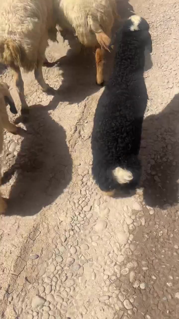 السلام عليكم 

متوفر فطيمه درجه اولى 

مالت ربط 

السعر مناسب جدا 

العنوان الشرقاط قريه الحوريه 

الاستفسار ع ارقام

***********

***********
