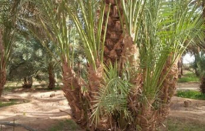 موجود كافه النخل بأسعار تنافسيه***********
