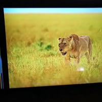 عندي شاشه نوع سامسونك اصلي باله أوربي الحجم 50 4k سامسونك 7سريس اسمارت...