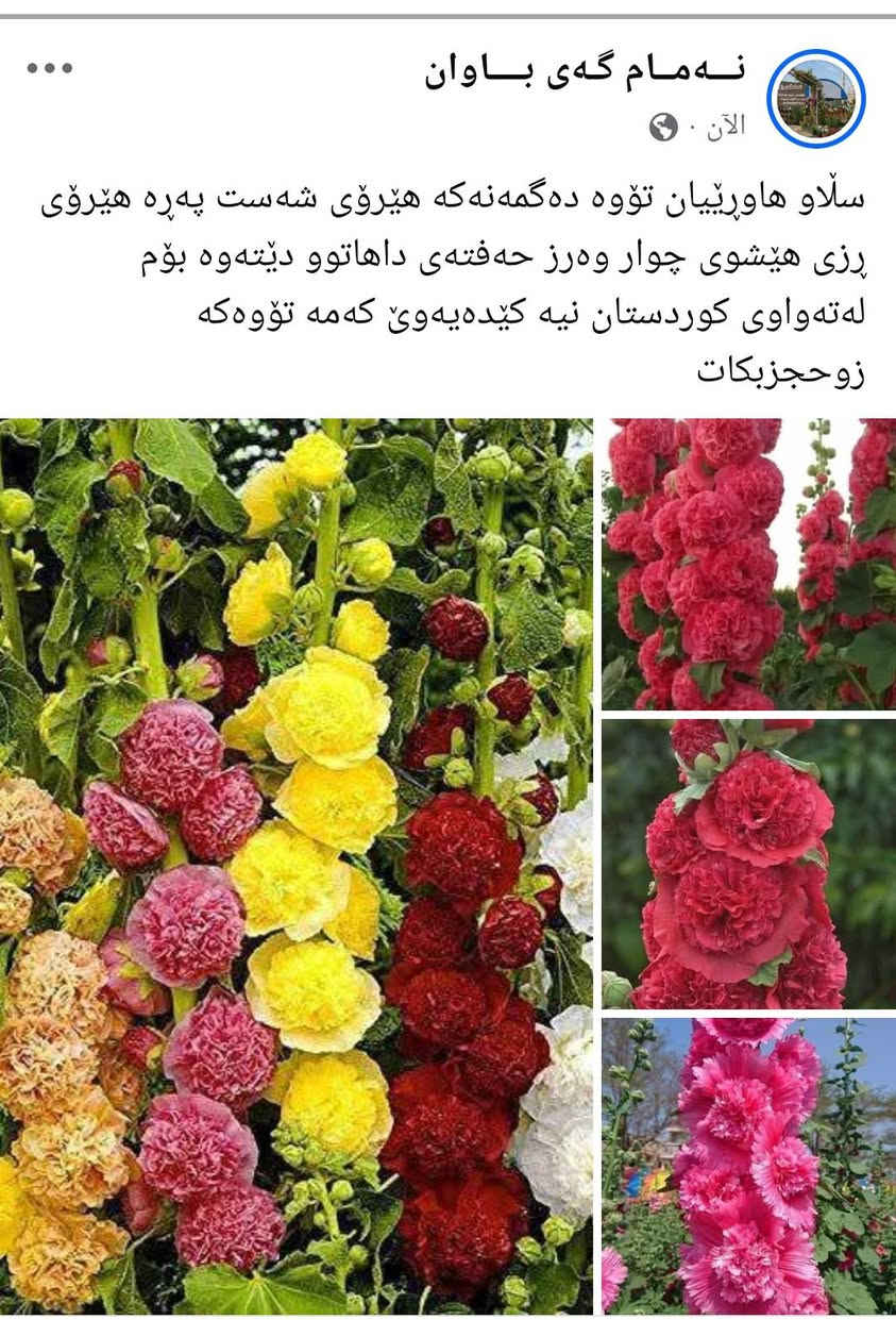 هاوڕێیان ئەم تۆوەم هه یە سەت لەسەت خۆیەتی کێدەیەوێ حجزدادەنێم


**إذا كنت صاحب هذا الإعلان وتريد حذفه لأي سبب، رجاءا أرسل رسالة إلى الدعم الفني**