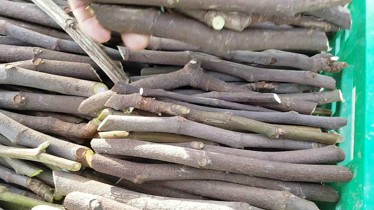 لمحبين زراعة الأقلام (العقل)
٧توجد حصص اقلام متنوعة في ثواب الإمام الحسين (عليه السلام) وثواب امواتنا
انواع الأقلام
١_ جهنمي 🌺
٢_ شبوي🌱
٣ - جوري🌹
٤ - تين 🍀
٥ - اكاسيا🌼
٦ - رمان🌱
٧ - فاكهه البمبر 🍈

🪴 مشتــــل نجم 🪴   
الصويرة ..الشارع العام ..مقابل هنداس 
🌺🍀⚘️🌺🍀⚘️
********************
مبيدات _ أسمدة _ بذور 
*******************
 تنظيف وتزيين الحدائق 🪵🍂  وعمل الديكورات 
🍀🌺🍀🌺🍀🌺🍀🌺
للحجز والاستفسار مراسلة الصفحة او الاتصال على
ارقام الهواتف☎️
اسيا : واتساب ***********  📲✅️
زين : ***********
🌺⚘️🍀🌺⚘️🍀🌺⚘️🍀
اوقات العمل  صباحاً ومساءآ طيلة أيام الاسبوع  ✧════•❁❀❁•═
زورونا ….. تجدون كل ما يسركم✧════•❁❀❁•════✧ نحو حدائق صيراوية خضراء ✅️
