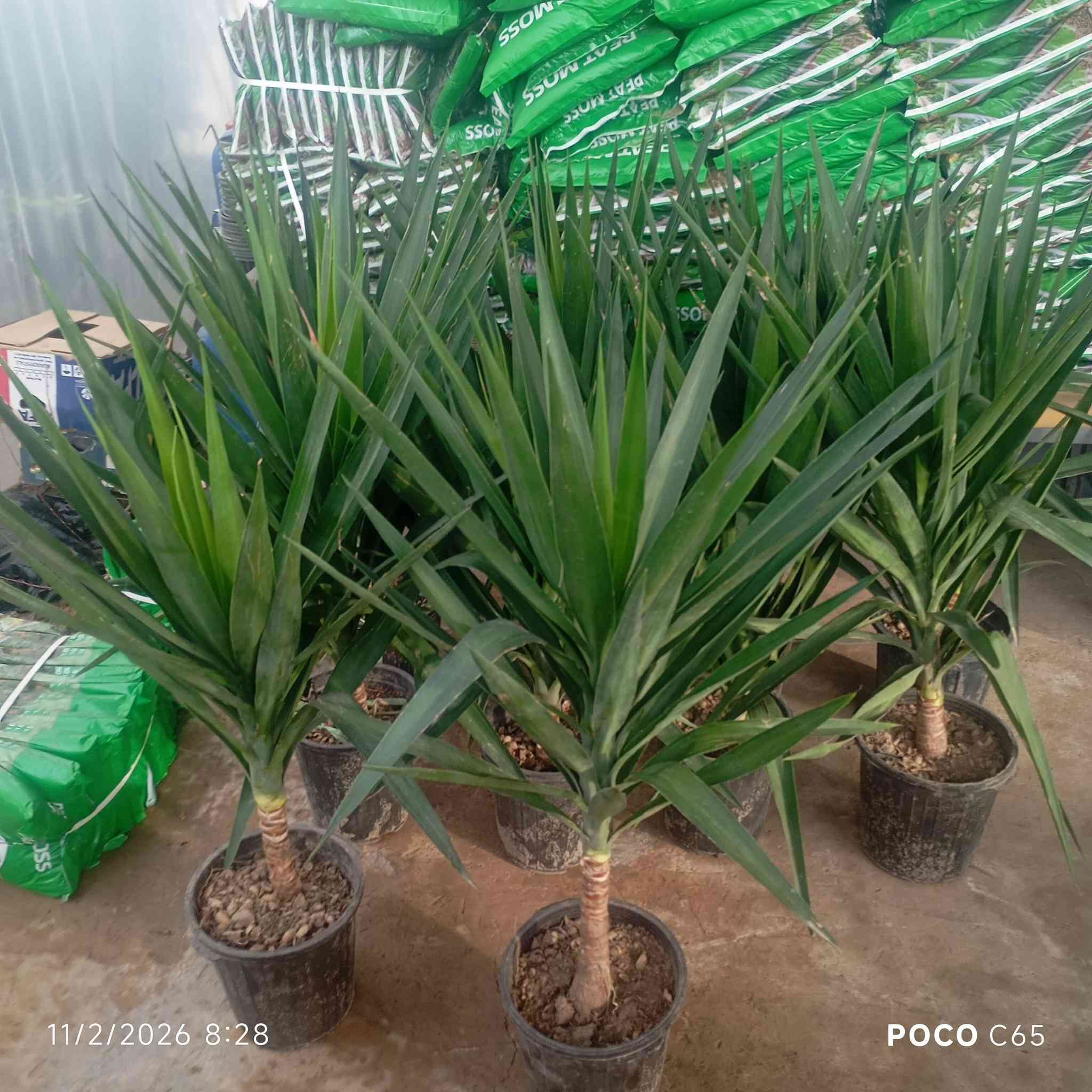 على بركة الله تعالى ✨🌿
تم وصول وجبة من الثيل الهندي الدرجة الأولى 🏞️☘️🍀
 ومجموعه من الحمضيات واوراد الزينه🌿🌳✨
 عنوان المشتل قضاء بلد شارع الامام السيد محمد ع يوجد توصيل داخل قضاء بلد 
للاستفسار 
***********
***********
