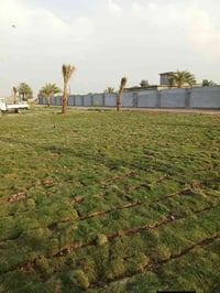 تخفيضات 🫢 تخفيضات 🫢 لفترة محدوده 🏡#الشجاروالديكورات_والنخيل_والترتيب  ...