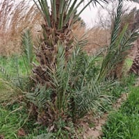 فسائل نخل • خضراوي • ناصرية الفجر