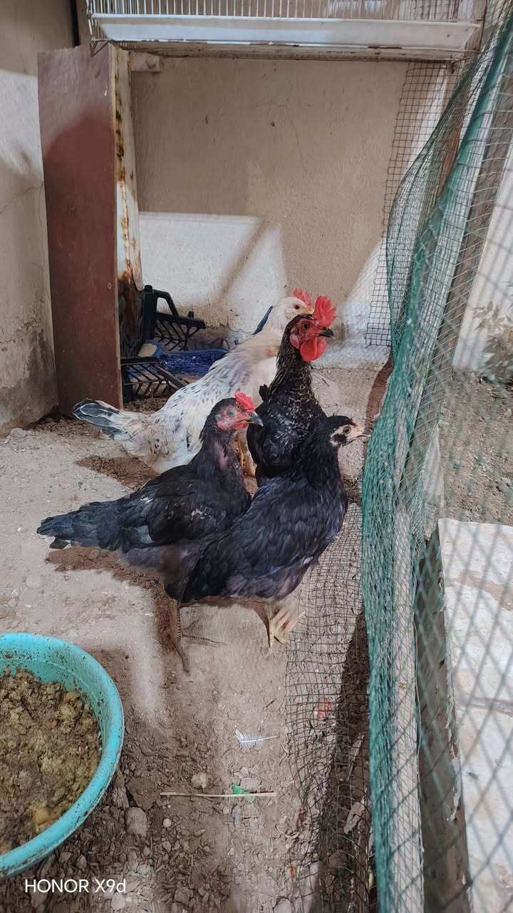 للبيع فراريج 6 حلوات 3 ديوجه 3 دجاجات السعر 42 ألف


**إذا كنت صاحب هذا الإعلان وتريد حذفه لأي سبب، رجاءا أرسل رسالة إلى الدعم الفني**