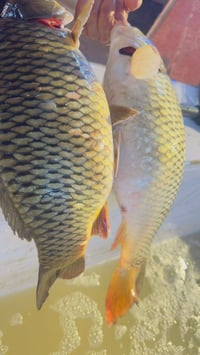 سمك طازج • توصيل ٢٤ ساعة • الصويرة