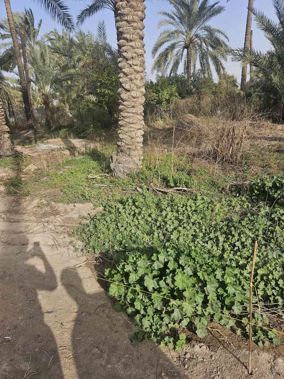 قطعة ارض للبيع 
المساحة 182 متر مربع 
الواجهة 10,25 والنزال 17,70
داخلة ضمن المناطق السكنية تقع على شارع فرعي 8 متر وتبعد عن الشارع الرئيسي 100 متر .
موقعها الفحامة قرب جامع محمد رسول الله .
للتواصل ***********
