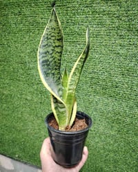 نبات جلد النمر • للبيع • متوفر