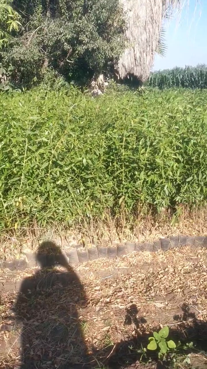 بازروميا ارتفاع متر ونص واكتر وصغير وكافور وجزورين وتوريد جميع انواع الاشجار فواكة زينة موالح
01205655472
بازروميا ارتفاع متر ونص واكتر وصغير وكافور وجزورين وتوريد جميع انواع الاشجار فواكة زينة موالح


**إذا كنت صاحب هذا الإعلان وتريد حذفه لأي سبب، رجاءا أرسل رسالة إلى الدعم الفني**