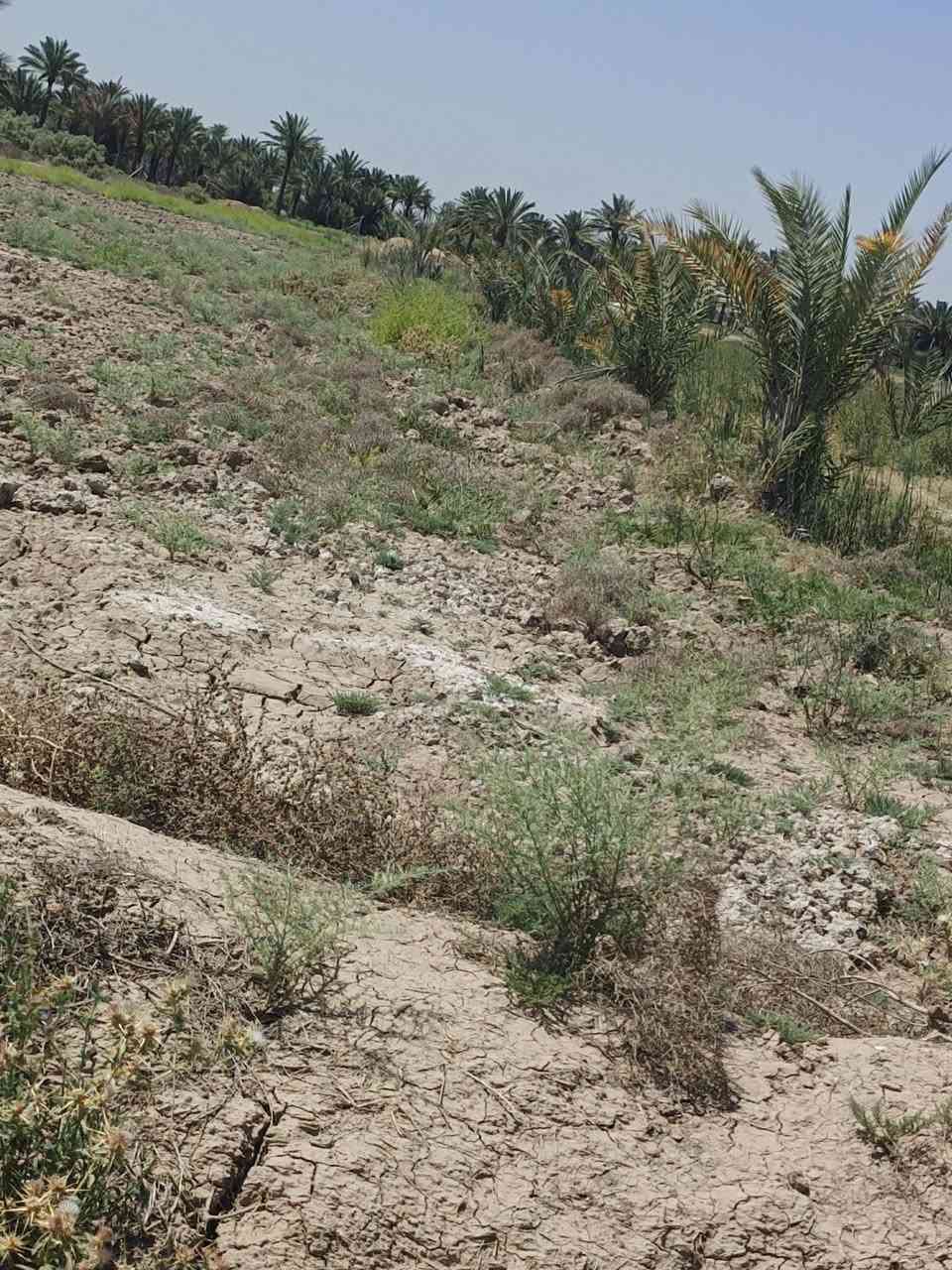 ✅للبيع ارض زراعية سند 25
✅المساحة7 دونمات 
✅واجهه 100 متر
✅ مداور بسم المشتري مباشر 
✅وتتوفر أيضا حصه ماء سقي من جهتين 
📍منطقة البونايل الخميسيه 
✅ تبعد عن شارع التبليط 100 متر
✅ الاتصال على الارقام 
☎️ ***********  
☎️***********
♦️أبو سجاد للعقار 
 ✅للاستفسار اكثر مراجعة مكتب الساقي للعقار 📍الإسكان شارع مستشفى الحسين قرب جامع ✅طالب شيال 📍
