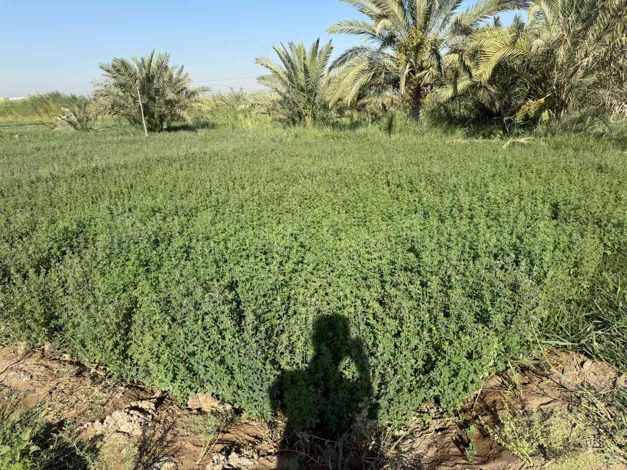 جت للبيع طريق سوق الشيوخ --  الكرمه
***********
