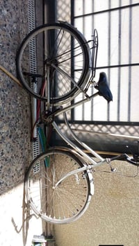 بايسكلات عدد 2  البناتي ما بي شي فقط تاير خلفي مبنجر سعره 30 الجبلي ال...