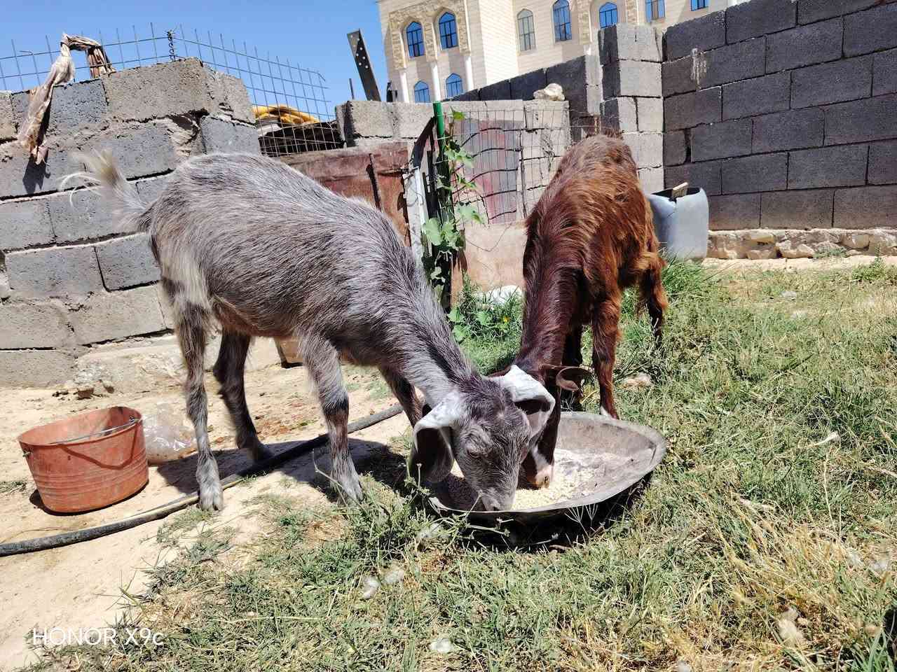 بسم الله تبارك الرحمن 
اخوان وين جنايه ع لحلال نضيف متاح زوج جذاع شوامي سوريات مال جنيه جمات خشنات حلوات معالفات وحدا والده بطن وحده شرط ماوالده وياهن فحل ماعرفن عنهن شي مال بيت ماشالله عليهن شراي يتصل ويدلل مكان الانبار حديثه *********** وبي واتساب وحياكم الله
