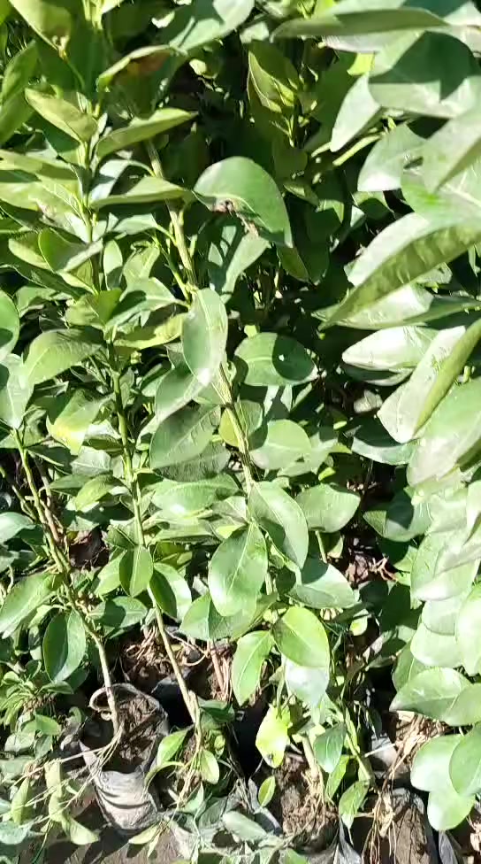 تجهيز المشاتل بأسعار مناسبة


**إذا كنت صاحب هذا الإعلان وتريد حذفه لأي سبب، رجاءا أرسل رسالة إلى الدعم الفني**