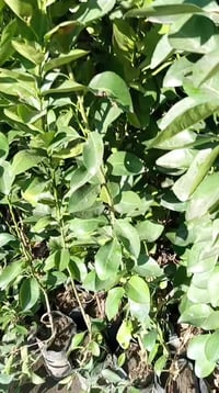 تجهيز المشاتل • أسعار مناسبة