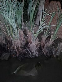 فسائل جوزي • سوق الشيوخ