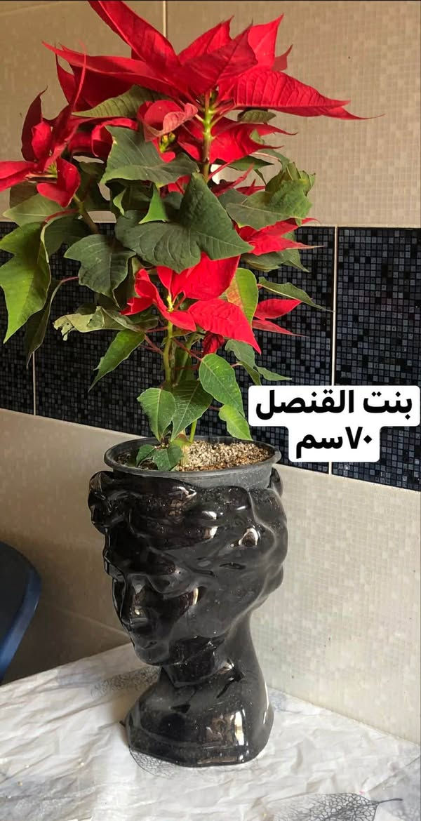 ٢٠ سنادين نباتات طبيعية
١٠٠ الف قفل
المكان اربيل روشنبيري أربيل, العراق


**إذا كنت صاحب هذا الإعلان وتريد حذفه لأي سبب، رجاءا أرسل رسالة إلى الدعم الفني**