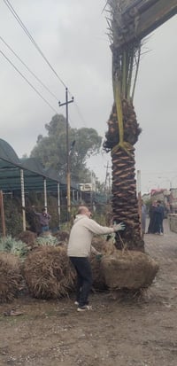 نخيل • للبيع • بالعراق