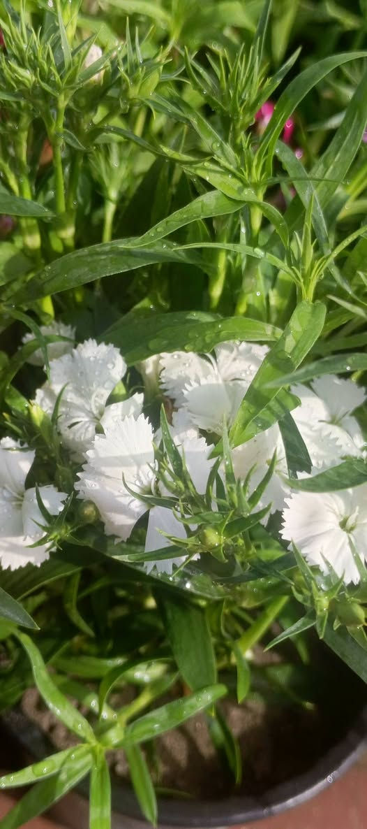 صباح الخير
تم وصول وجبه جديده من الموسمات السعر 3 ب 2000
العنوان مشتل كوت فلكت الحاوي قرب مجمع دمشق الطبي مقابل مدرسه التعليم الاساسي مشتل سماء الكوت 
خدمة توصيل داخل كوت


**إذا كنت صاحب هذا الإعلان وتريد حذفه لأي سبب، رجاءا أرسل رسالة إلى الدعم الفني**