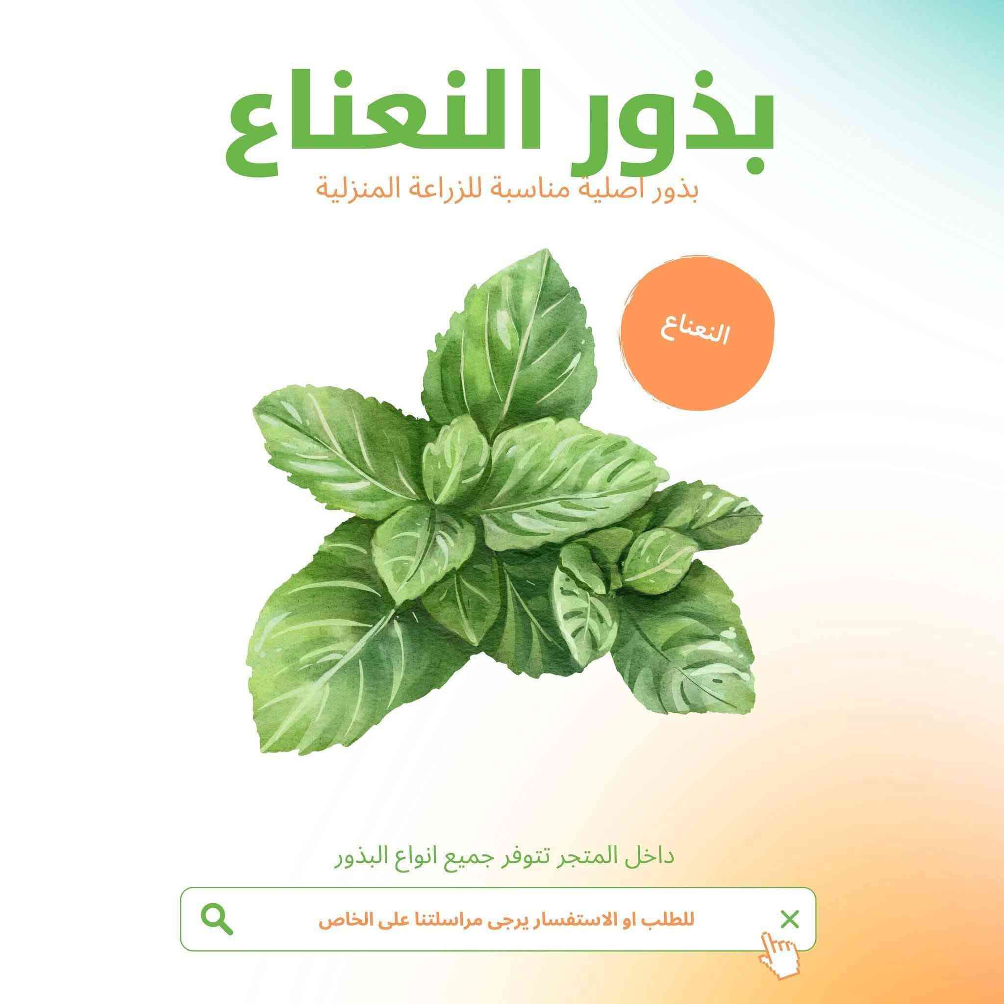 بذور ورقيات بسعر 3 آلاف


**إذا كنت صاحب هذا الإعلان وتريد حذفه لأي سبب، رجاءا أرسل رسالة إلى الدعم الفني**