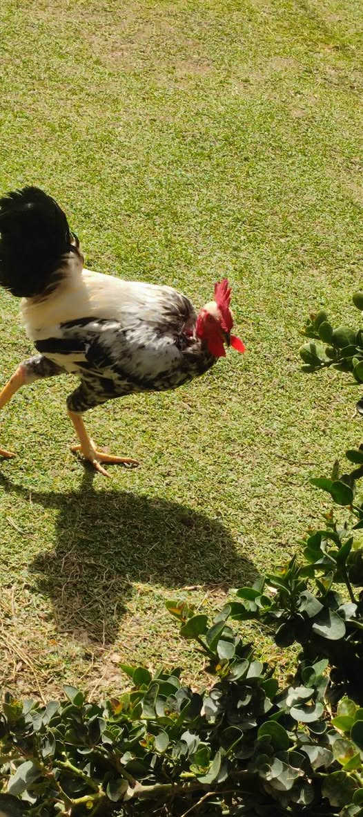 يا الله اللهم صلي على محمد
متاح عليبيات 5 او ديج بياضات صحة خير من الله 
الزوج ب35 قفل شلع ما افرد لاتراسلني وحدة ثنين 
 الي ايريدهن عنواني ديالى المقدادية جسر مهروت


**إذا كنت صاحب هذا الإعلان وتريد حذفه لأي سبب، رجاءا أرسل رسالة إلى الدعم الفني**