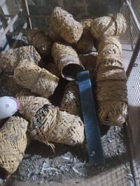 حلات طيور • كلش نضيفات