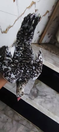 دجاج • دجاج بياض • دجاجه • ورد الباكله • دواجن • بيع دجاج • طيور