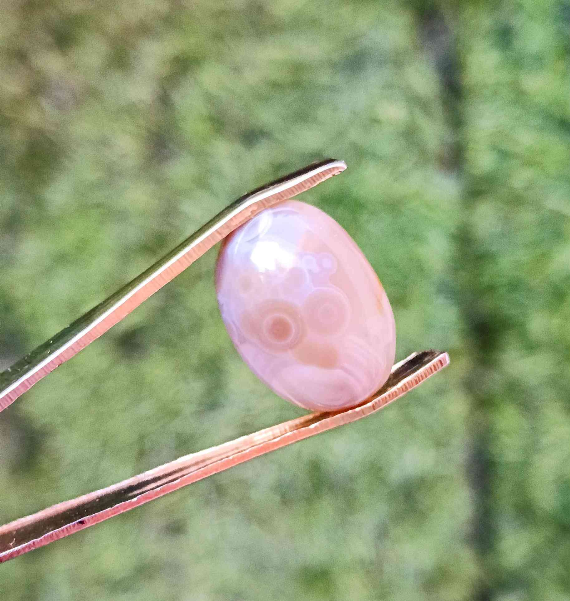 سليماني عطــــف رصاصي عيون للبيع بـــــ 15ـــــ ***********واتساب
