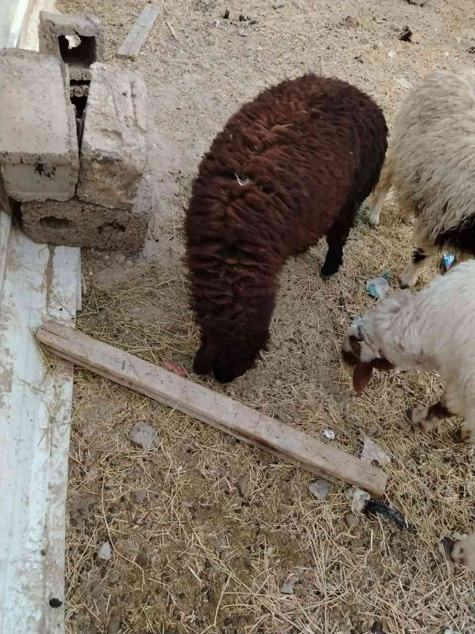 طلي اورجينه للبيع رقم الهاتف ***********

