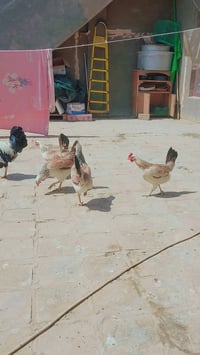 بيض دندراوي • اول مبياض • ابو خستاوي