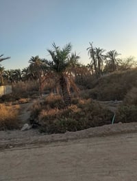 أبو الخصيب نهر خوز • ٥٦٠م • طابو زراعي