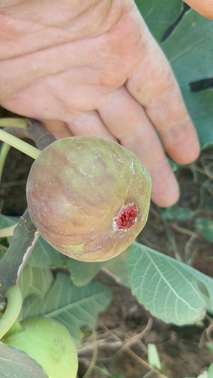 🌿🍈 تين براون التركي – إنتاج وفير وطعم لا يُقاوَم 🍈🌿

إذا كنت تبحث عن صنف تين قوي، ثابت الإنتاج، ومجرب في أجواء بغداد 🌞
نقدم لكم 🌳 تين براون التركي

🔸 ثمار متوسطة إلى كبيرة الحجم
🔸 لون بني نحاسي جذاب
🔸 لب أحمر عسلي بطعم سكري مميز
🔸 يتحمل حرارة الصيف
🔸 إنتاج غزير ومبكر
🔸 مناسب للزراعة المنزلية والبساتين التجارية

هذا الصنف معروف بنجاحه في مناطق الوسط، ويعطي حمل ممتاز مع العناية والتسميد المنتظم 🌱

✂️ تقليم شتوي خفيف = زيادة بالإثمار
💧 ري منتظم بدون إغراق
🌿 دعم بسماد عضوي أو مركب متوازن لنتائج أفضل

━━━━━━━━━━━━━━━

📍 متوفر الآن في مشتل الشاهين الزراعي – فرعين لخدمتكم:

🔹 الفرع الأول:
بغداد – الدورة
الشارع المقابل لعلوة الرشيد
قرب شركة دجلة للمشروبات الغازية
خلف منطقة أبو دشير
📞 ***********

🔹 الفرع الثاني:
بغداد – أبو غريب
خلف بانزين خانه جوهرة العدنان
📞 ***********

━━━━━━━━━━━━━━━

🚚 يتوفر بيع مفرد وجملة
🎯 خصومات خاصة للكميات وأصحاب المشاتل

🌳 ازرع الآن واستمتع بثمار وفيرة لسنوات طويلة
🌿 تين براون التركي… اختيار ناجح ومضمون بإذن الله

#تين
#تين_براون_التركي
#مشتل_الشاهين_الزراعي
#بغداد
#زراعة
