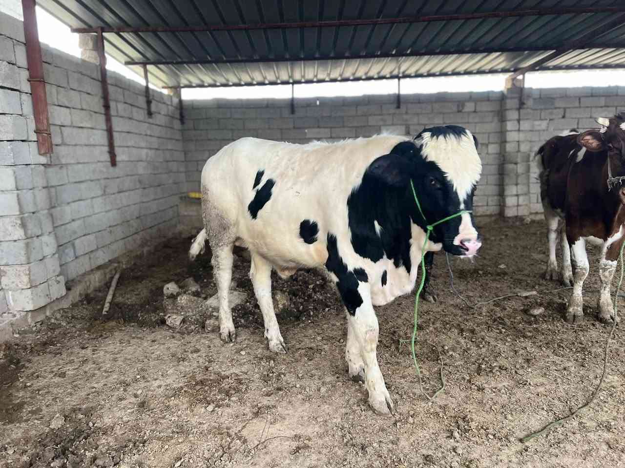 قصابة الطيبات 
ذبح باجرحولي قوزي 
لسنا الوحيدين لكننا الافضل
ناحية الشورة بل قرب من أسواق العلي الشياب 
بإدارة ابو زيد


**إذا كنت صاحب هذا الإعلان وتريد حذفه لأي سبب، رجاءا أرسل رسالة إلى الدعم الفني**