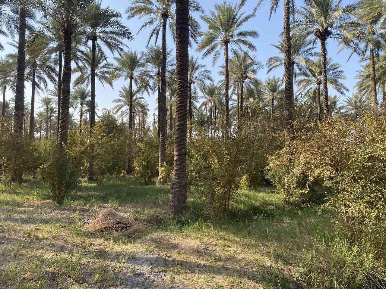 بستان مساحه دونمين واجه54ونص نزال90 سند مملوك للدوله
مكان ديالى ركه حاج سهيل سعر 150 وبيها مجال 
***********
